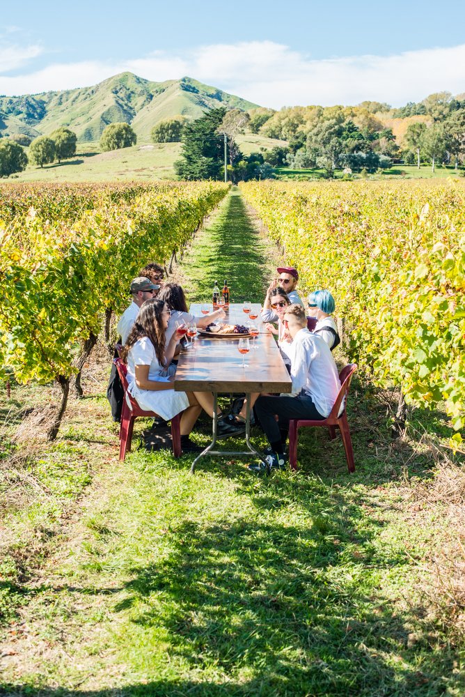 TW Wines vineyard on The Golden Slope in the Gisborne wine region New Zealand