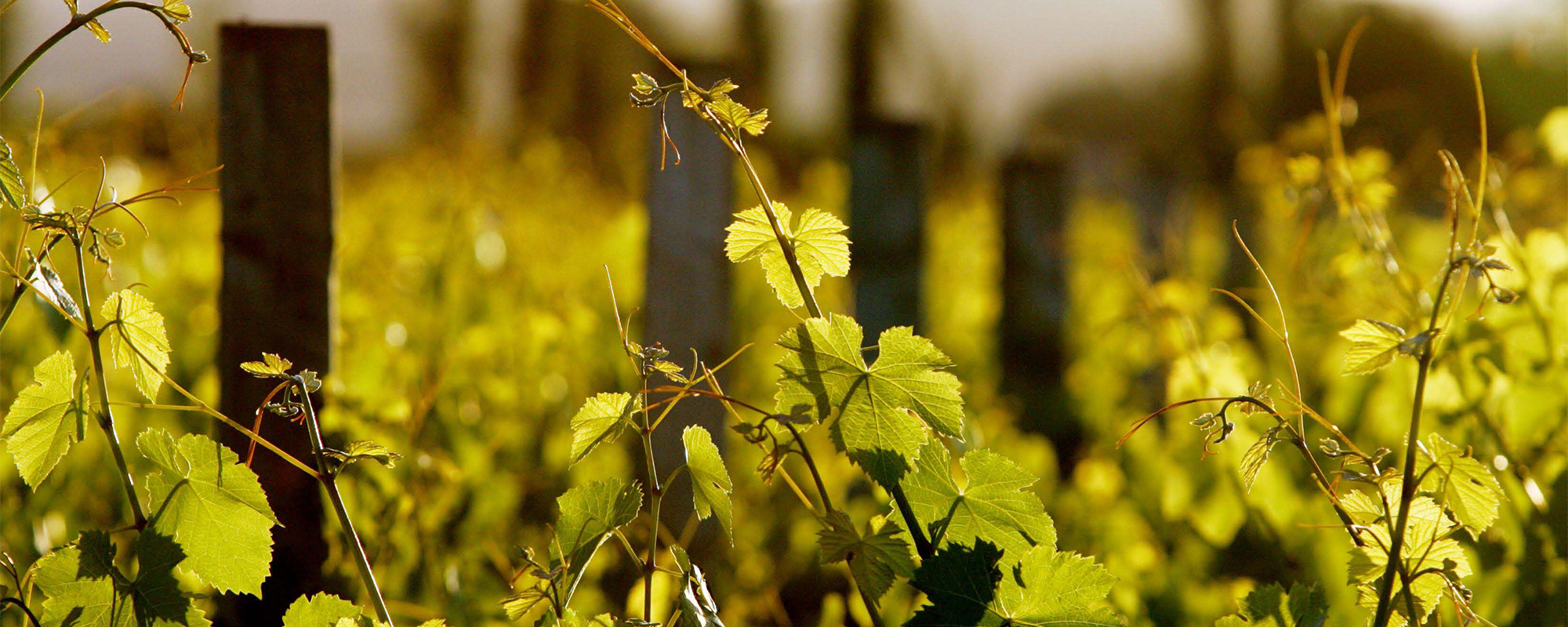 Bushmere Estate vineyard rows and cellar door building in the Gisborne wine region