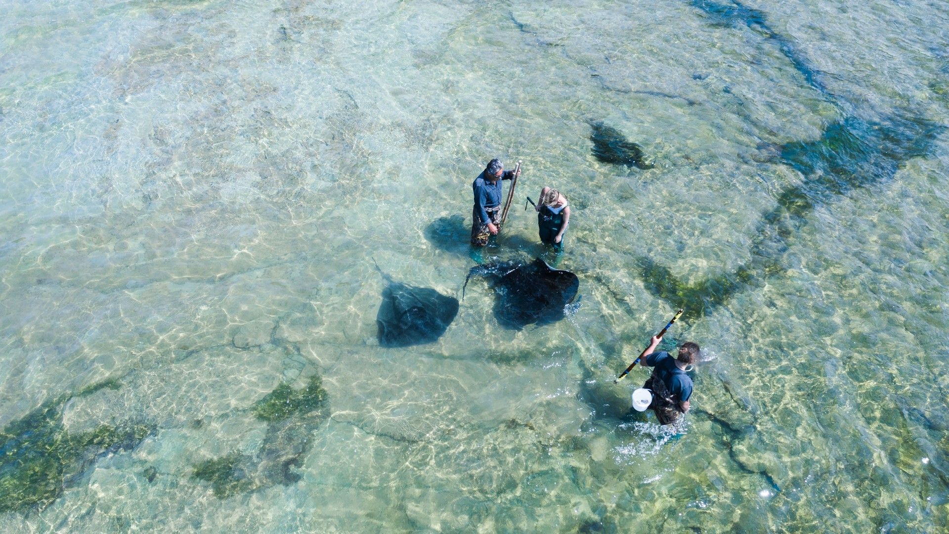 Visitors wading with wild stingrays during the Dive Tatapouri reef ecology tour near Gisborne