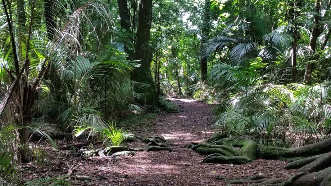 Walking track through native kahikatea and nikau palm forest at Grays Bush Scenic Reserve near Gisborne